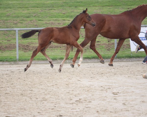 Pferd Gentleman (Westfale, 2023, von Goldberg)