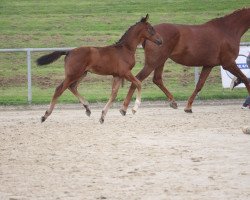 Pferd Gentleman (Westfale, 2023, von Goldberg)
