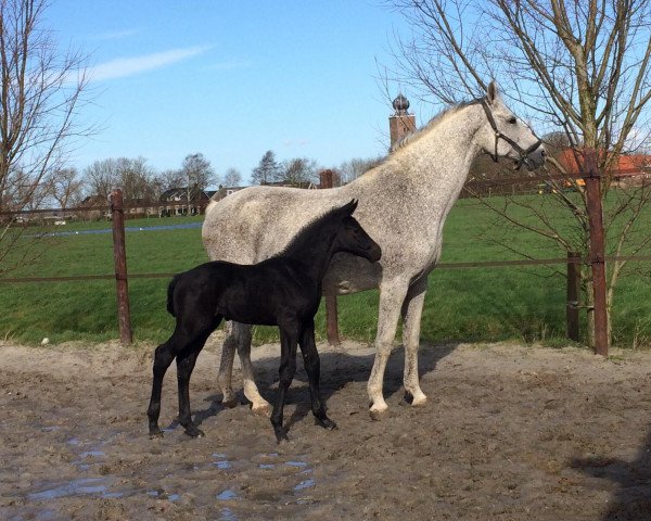 Pferd Pjotter (KWPN (Niederländisches Warmblut), 2020, von Dallas VDL Z)