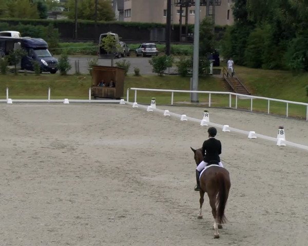 Reitturnier Bülach 2023