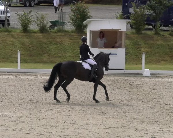 Reitturnier Bülach 2023