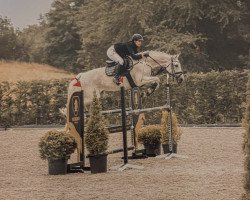 jumper Verdi's Vallery (Zangersheide riding horse, 2012, from Verdi)