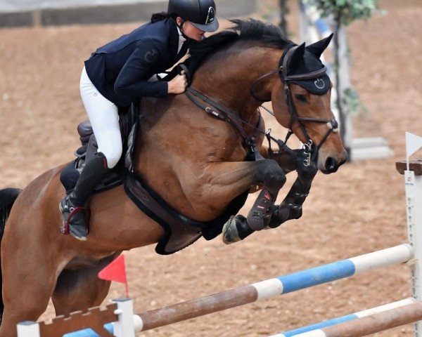 Springpferd Le Parisien 2 (Zangersheide Reitpferd, 2008, von Tailormade Lawito)