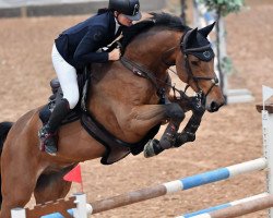 Springpferd Le Parisien 2 (Zangersheide Reitpferd, 2008, von Tailormade Lawito)