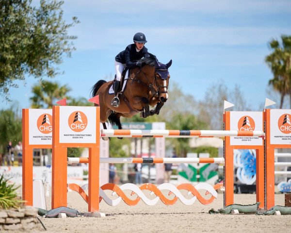 jumper Clever Boy Jun. (Oldenburg show jumper, 2013, from Cordess 2)