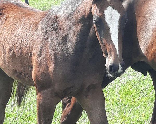 Pferd Raija K (Holsteiner, 2023, von Cornet's Quaprice)