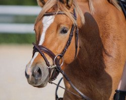 Cavallo Dankenswert (Pony da Sella Tedesco, 2020, di Diamond Touch NRW)