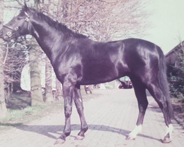 stallion Lincoln (Welsh-Pony (Section B), 1980, from Liverpool)