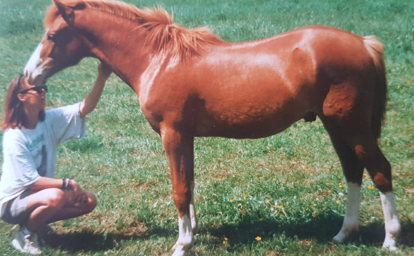 Deckhengst Trefoil BronzeBoy (Welsh Pony (Sek.B), 1991, von Elphicks Facade)