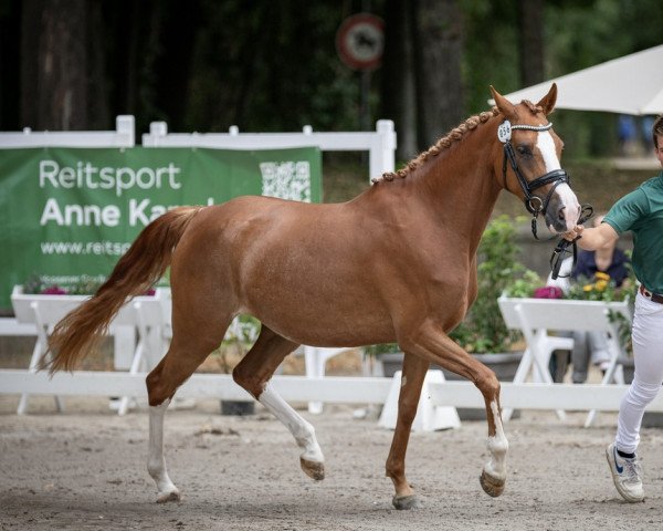 broodmare Mystique Daenarys Dream (German Riding Pony, 2019, from Champ de Luxe)