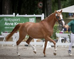 broodmare Mystique Daenarys Dream (German Riding Pony, 2019, from Champ de Luxe)