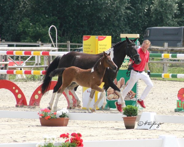 horse Stute von Viva Vidal / Poseidon (German Riding Pony, 2021, from Viva Vidal)