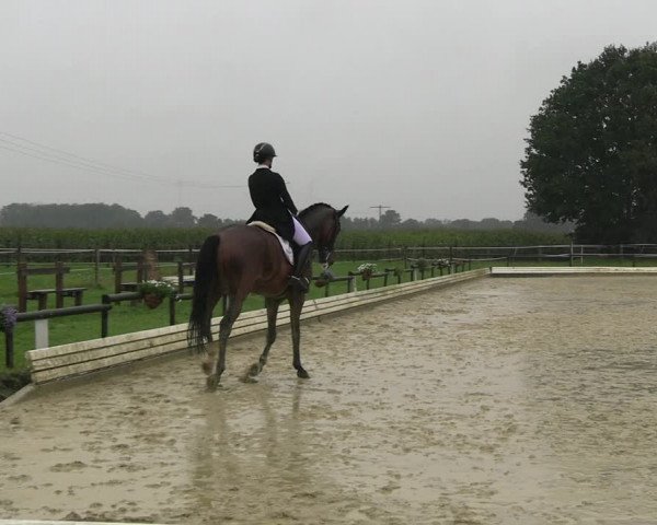 Reitturnier Ostbevern 2023