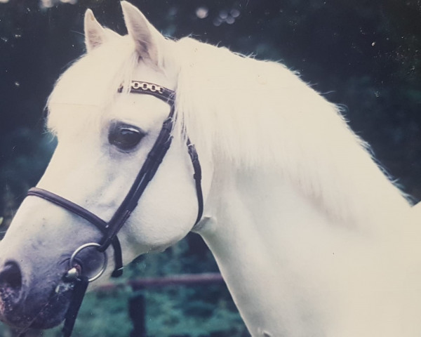 stallion Belvoir Turks Cap (Welsh-Pony (Section B), 1971, from Belvoir Zoroaster) stallion Belvoir Turks Cap (Welsh-Pony (Section B), 1971, from Belvoir Zoroaster)