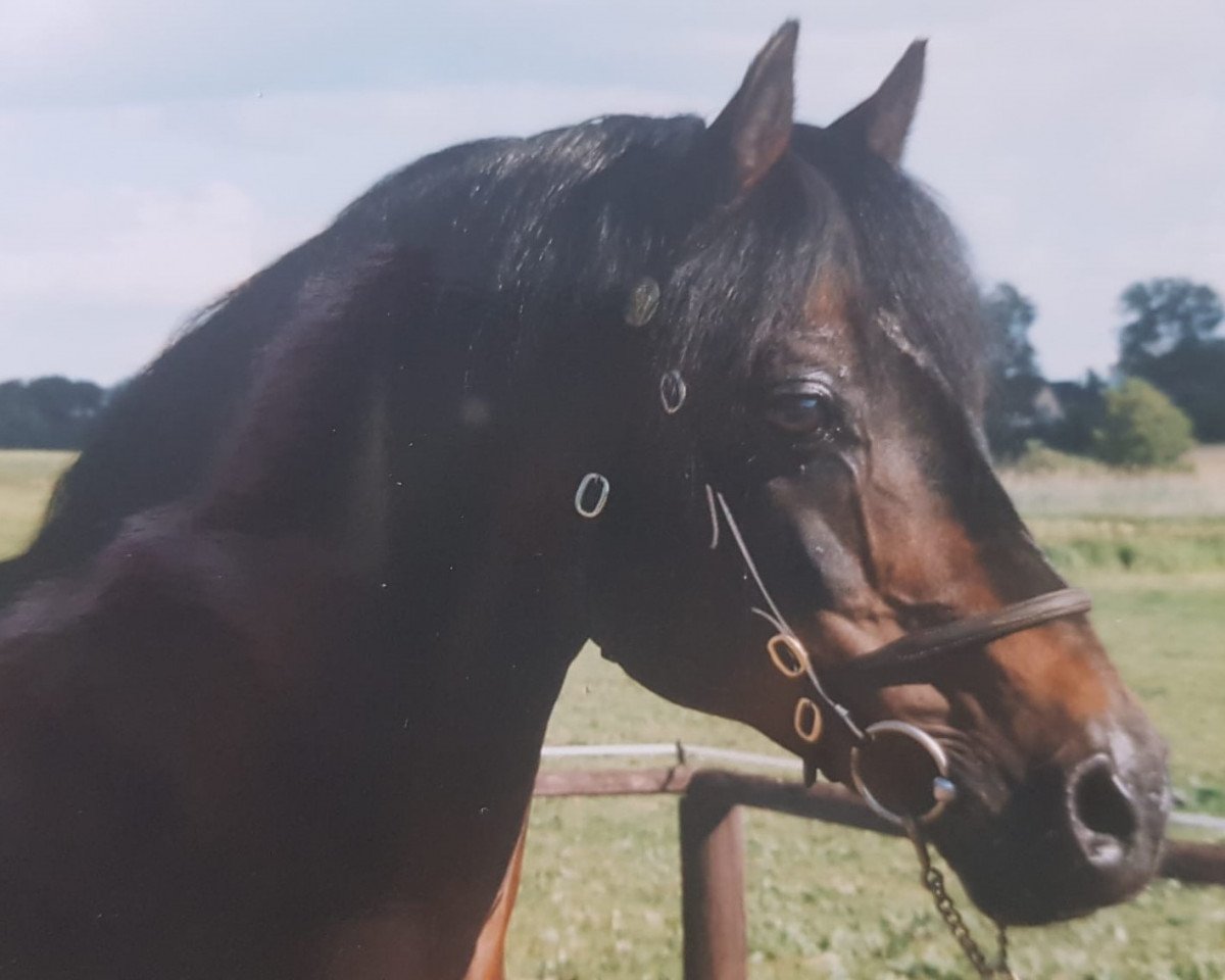 Deckhengst Rosedale Falcon (Welsh Pony (Sek.B), 1975, von Rosedale Muscatel)