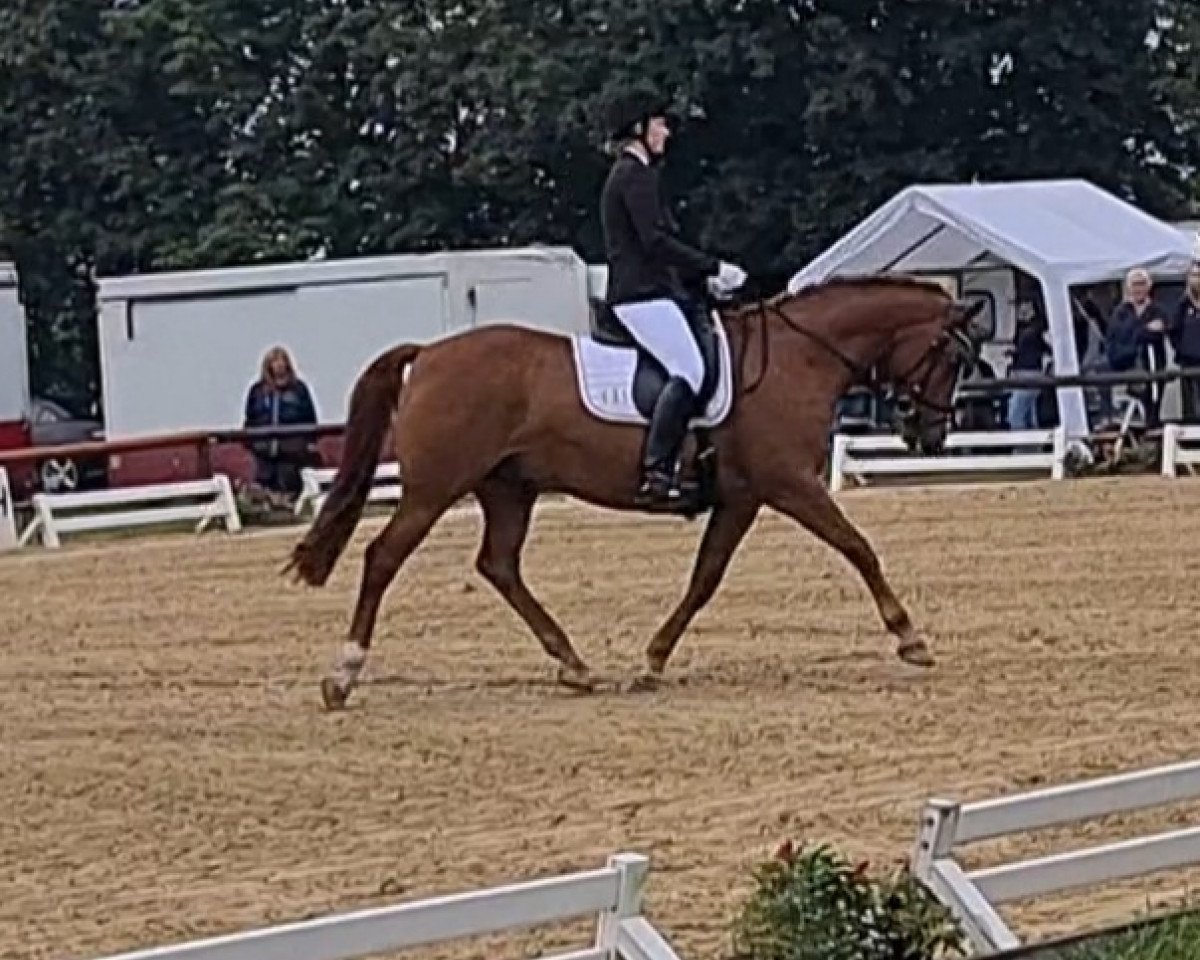 Dressurpferd Polarfuchs 15 (Deutsches Reitpony, 2011, von FS Pentagon)