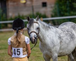 jumper Springfire's Sally (Welsh, 2016, from One Top Dancer)