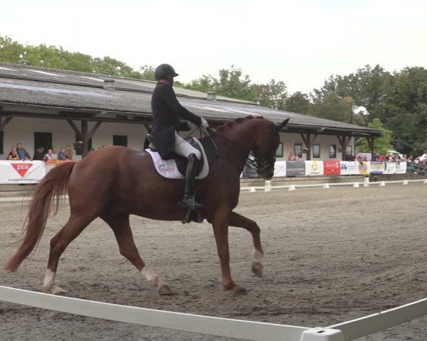 Reitturnier Solingen 2023