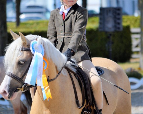 Zuchtstute Leherfelds Be My Sunshine (Welsh Pony (Sek.B), 2018, von The Braes My Mobility)