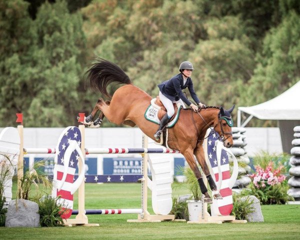 jumper Marquis Le Beau Courally (Belgian Warmblood, 2012, from Cabrio van de Heffinck)