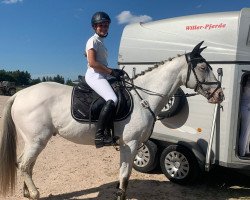 Springpferd Diamond 118 (unbekannt, 2010)