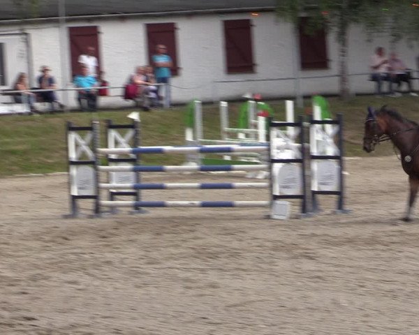 Reitturnier Lgl.-Oberhain, B95 2021