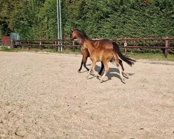 Video von Farbenfroh
