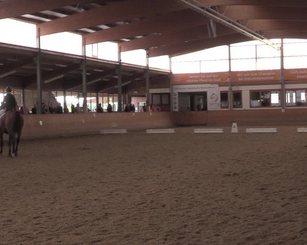Reitturnier Appelhülsen 2021