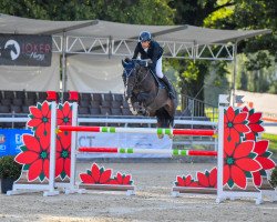 jumper Ambrosiushof's Danilo (German Sport Horse, 2016, from Diarado)