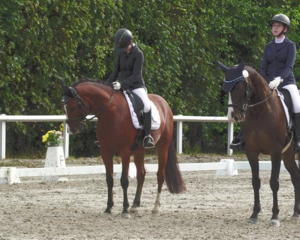 Reitturnier Zillhofen/Obb. 2023