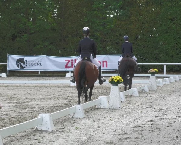 Reitturnier Zillhofen/Obb. 2023