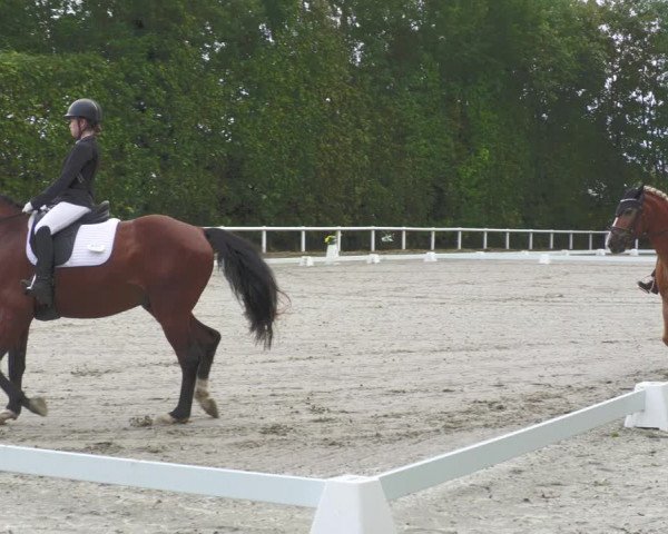 Reitturnier Zillhofen/Obb. 2023