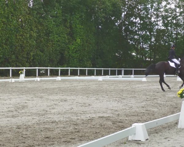 Reitturnier Zillhofen/Obb. 2023