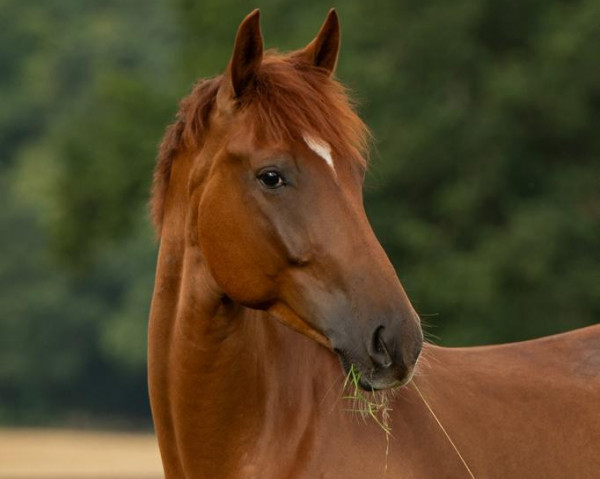 Dressurpferd Bocatelli (Hannoveraner, 2018, von Bordeaux 28) Dressurpferd Bocatelli (Hannoveraner, 2018, von Bordeaux 28)