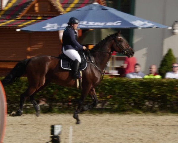 Reitturnier St.Wendel, Gestüt Welvert 2023