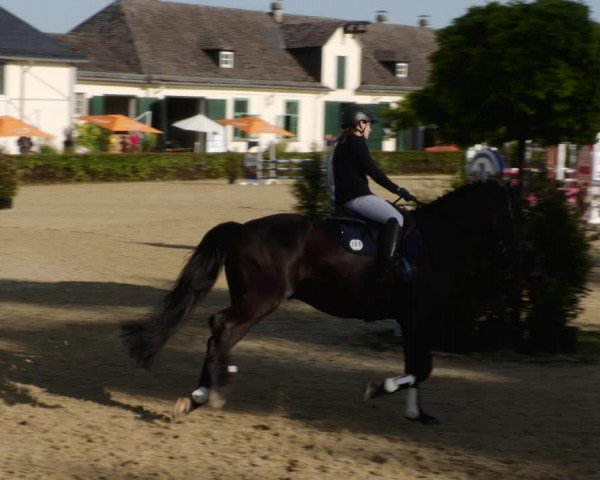 Reitturnier St.Wendel, Gestüt Welvert 2023