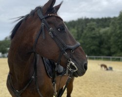 dressage horse William Wallace L (Hanoverian, 2007, from Weltpoet)