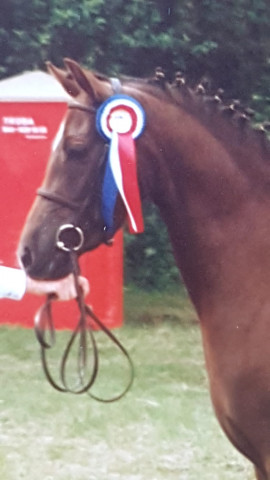 Zuchtstute Trefoil Fantasy Queen (Welsh Pony (Sek.B), 1986, von Liverpool)