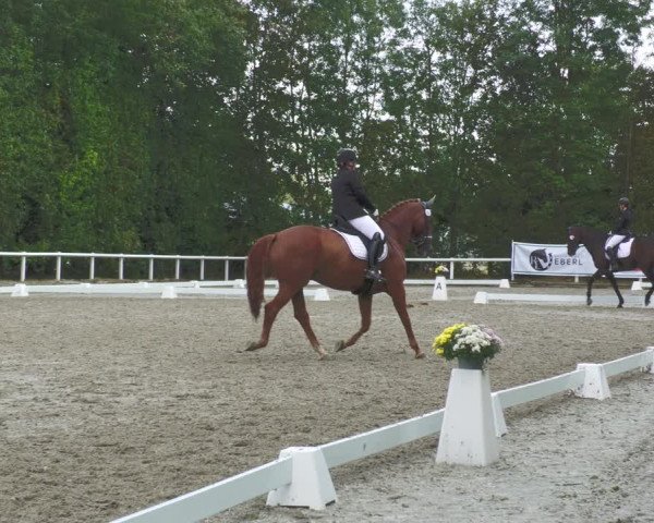 Reitturnier Zillhofen/Obb. 2023