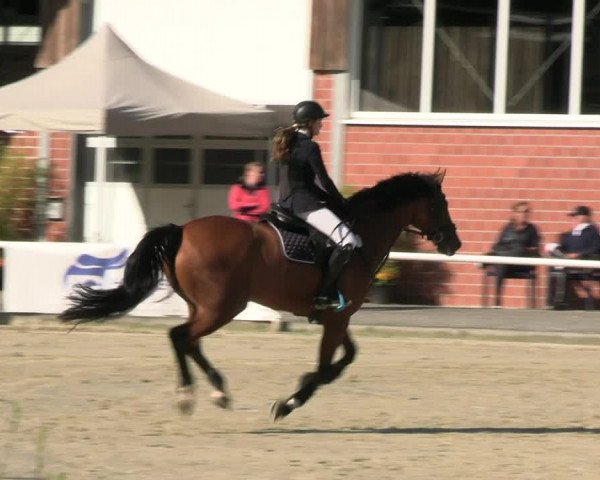 Reitturnier Werne 2023