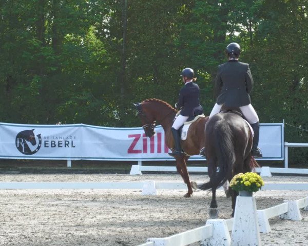 Reitturnier Zillhofen/Obb. 2023