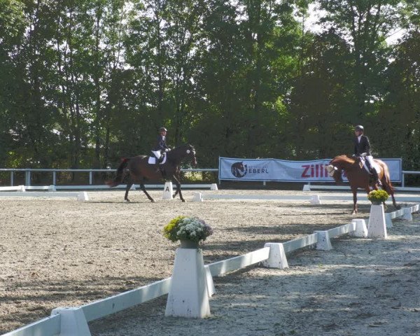 Reitturnier Zillhofen/Obb. 2023