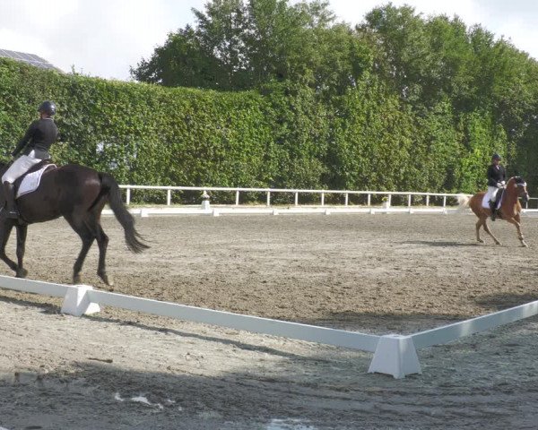 Reitturnier Zillhofen/Obb. 2023