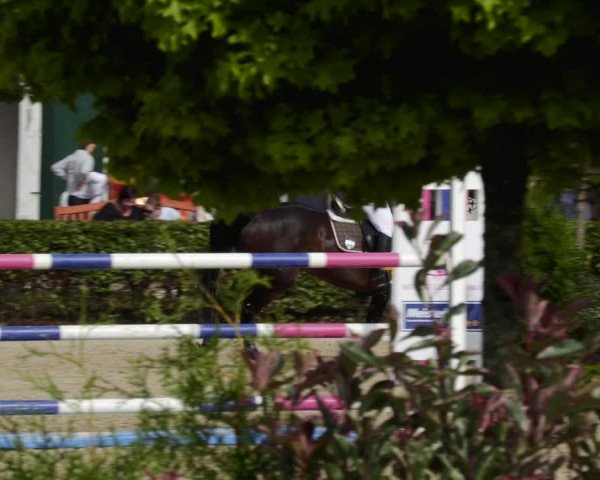 Reitturnier St.Wendel, Gestüt Welvert 2023