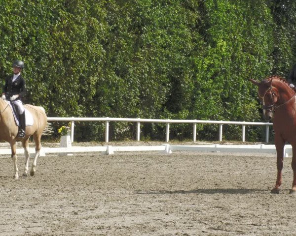 Reitturnier Zillhofen/Obb. 2023