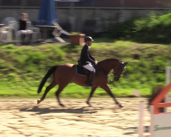 Reitturnier Viersen-Dülken 2023