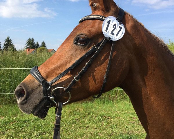 Dressage horse Golden Santa Fe (German Riding Pony, 2008, from Golden Thunder)