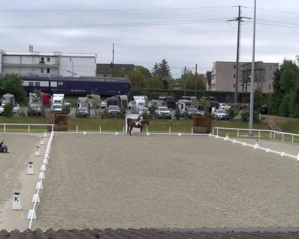 Reitturnier Bülach 2023