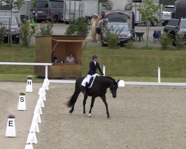 Reitturnier Bülach 2023