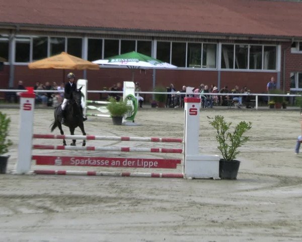 Reitturnier Werne 2023